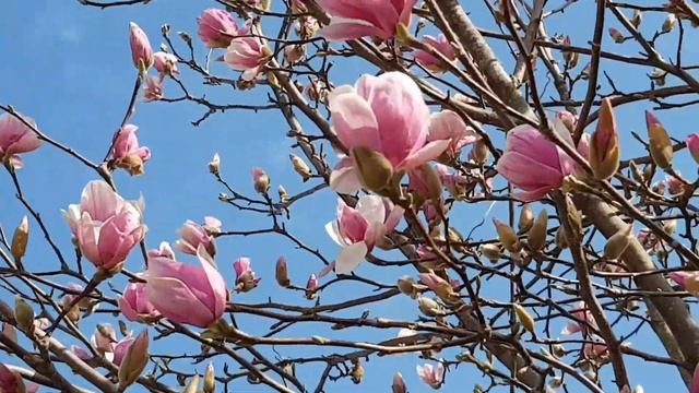 Цветет магнолия "Суланжа". "В краю магнолий плещет море". Лазаревское - край магнолий. 7 марта 2020 смотреть онлайн