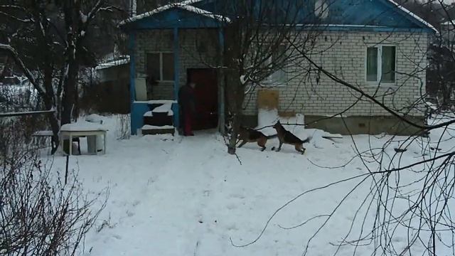 Тест №23. Две немецкие овчарки. смотреть онлайн