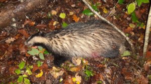 Охота на барсука с 223 калибром