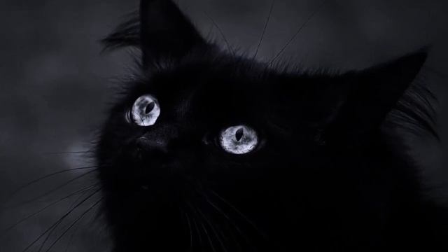 Приметы о черных кошках: если пришла в дом или перебежала дорогу. К чему снится черный кот? смотреть онлайн