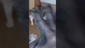 Паша вьюгин или Пашуля 1 часть.