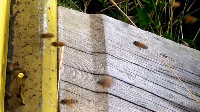 Кавказская серая горная пчела смотреть онлайн