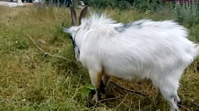 Общительный козел Семен занят завтраком. смотреть онлайн