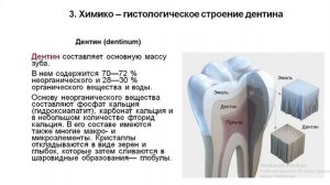 Гистологическое строение твердых тканей зуба. Лекция 6 ПиМ 1 курс