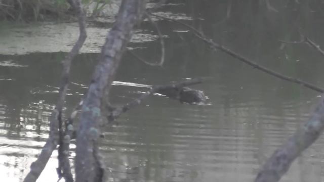 Трактор вскрыл деревню. Собираю монеты глазами. смотреть онлайн