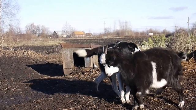 Лех, я понял, что такое экшен смотреть онлайн