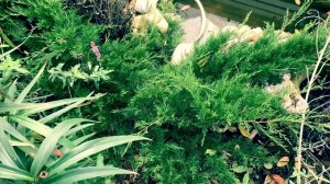 ?Можжевельник ‘МИНТ ДЖУЛЕП’ ⭐️Обзор ?