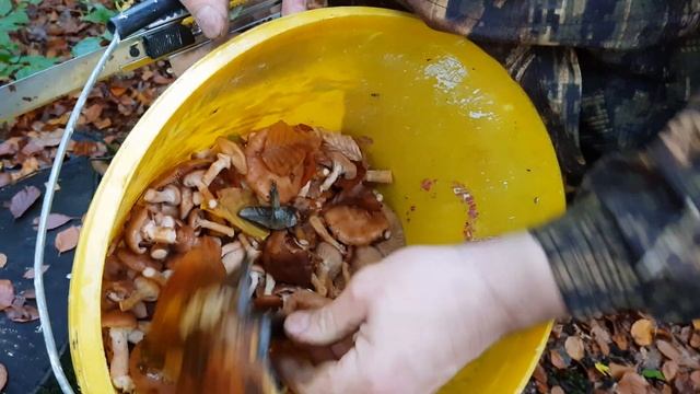 Поход в лес за грибами?? опята? подосиновики? смотреть онлайн