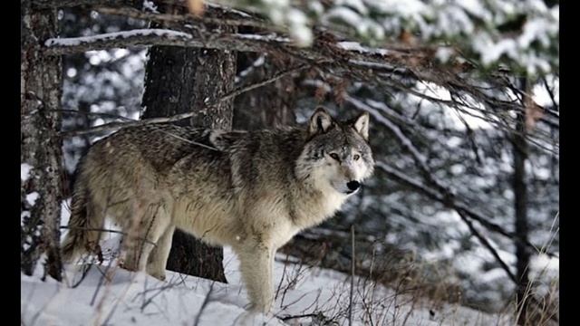 Ее муж пропал,вы не поверите кто пришел и показал тропу. смотреть онлайн