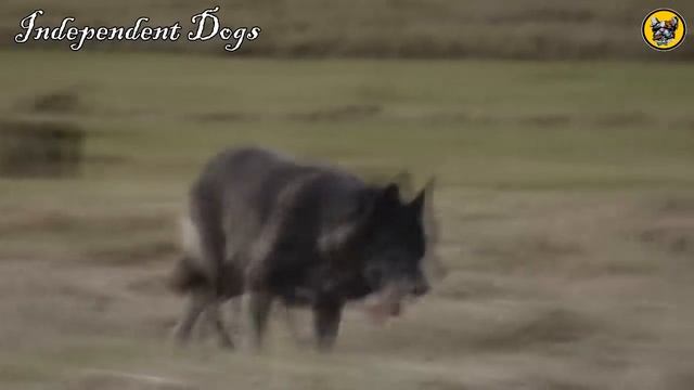 Russian Wolfhound - Remarkable Wolfdog смотреть онлайн