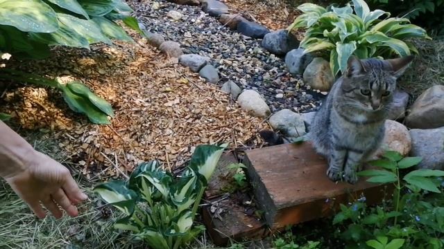 Хоста-гигант. Коллекция моих хост. смотреть онлайн