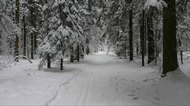 Пироговский лесопарк и моя минусовка (минус) на песню Зимняя сказка смотреть онлайн