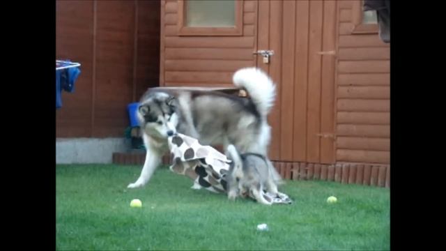 Gentle Giant Alaskan Malamute playing with 8 weeks old Alaskan Malamute puppy смотреть онлайн