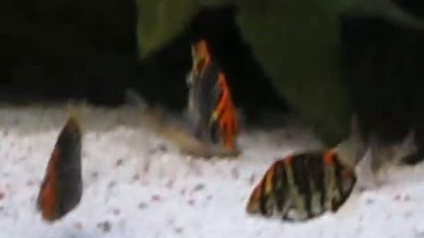 argus vis Scatophagus argus