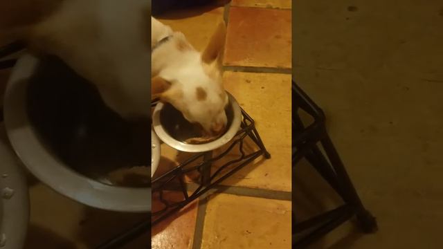 Royal-Canin Chihuahua formula in loaf sauce review. Dinner Time! смотреть онлайн