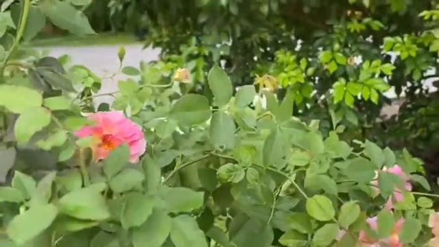 EP 4.Open Rose Garden เปิดสวนกุหลาบเล็กๆ Penelopeia เลี้ยงง่าย ดอกพราวเต็มต้น смотреть онлайн