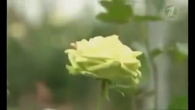 Долгосвежие розы FLORICH Розы не вянут до 5 лет) смотреть онлайн