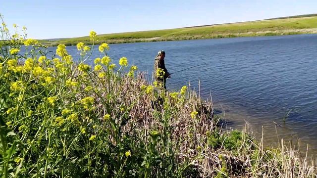 ЛОВЛЯ ХОРОШЕГО ОКУНЯ И ЩУКИ НА ПРУДУ.ОТКРЫВАЕМ НОВЫЕ МЕСТА. смотреть онлайн