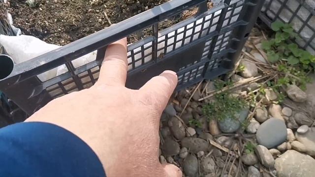 /Идеальные ящики, для выращивания маточного корня малины! /Размножение малины! смотреть онлайн