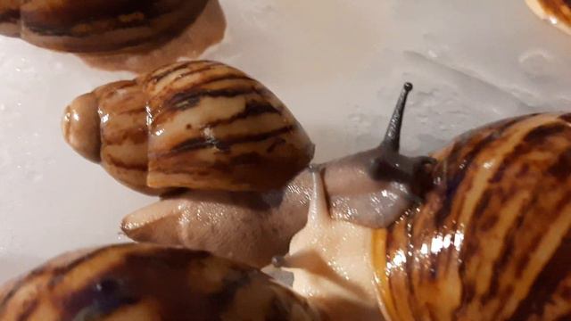 УЛИТОЧКИ ПОЛОСАТИКИ. (Архахатины маргината эдуарди.) смотреть онлайн