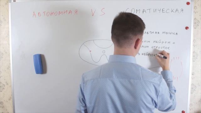 Батл - Соматическая VS Автономная нервная система смотреть онлайн