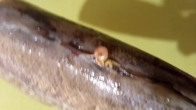 Паразиты в рыбе Хек Parasites in fish Hake смотреть онлайн