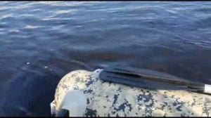 Лодка Флагман 430i get Эксклюзивная модель - Первые шаги!