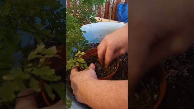 Адиантум (Венерин волос) - процесс пересадки от А до Я.