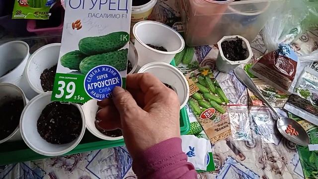 Цветëт алыча, абрикос, сею огурцы с укоренителем, микоризой! смотреть онлайн