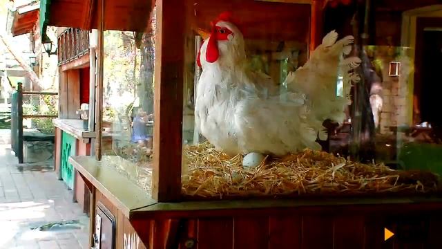 Naturland Vacation In Eco Park 1 смотреть онлайн