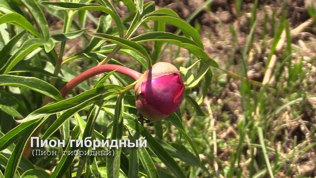 Пион гибридный смотреть онлайн