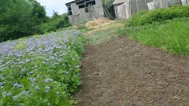 Первый взяток после акацыи. Первые привесы из фацелии. смотреть онлайн
