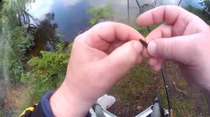 Шитик - личинка ручейника.  Наживка для рыбалки