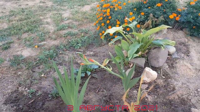 🌺 Вырастила первый гладиолус - мой первый опыт 🌸 смотреть онлайн