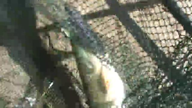 ЩУКА на УДОЧКУ!!! смотреть онлайн