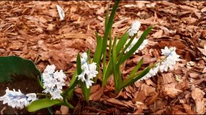 Первоцветы в саду, сезон 2022: прощание с весной