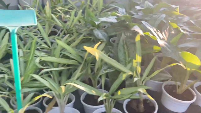Chennai Nursery Plant Tour | Dream Green | Plant Shop | Pot Shop | Indoor Plants | Succulents Cactu смотреть онлайн