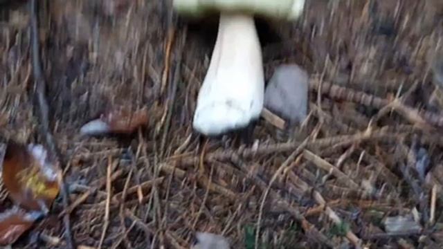 Пізні осінні Білі гриби з різних місць, Boletus. Поздние осенние белые грибы из разных мест смотреть онлайн