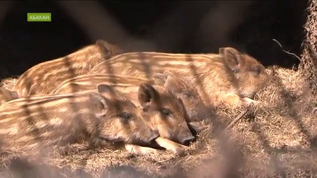 Полосатый отряд орудует в зоопарке Абакана смотреть онлайн