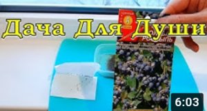 ГОЛУБИКА из семян: секреты выращивания???