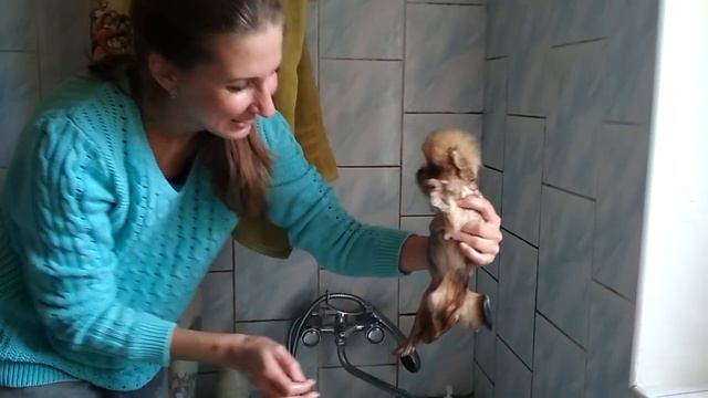 Шпиц- балеринка смотреть онлайн