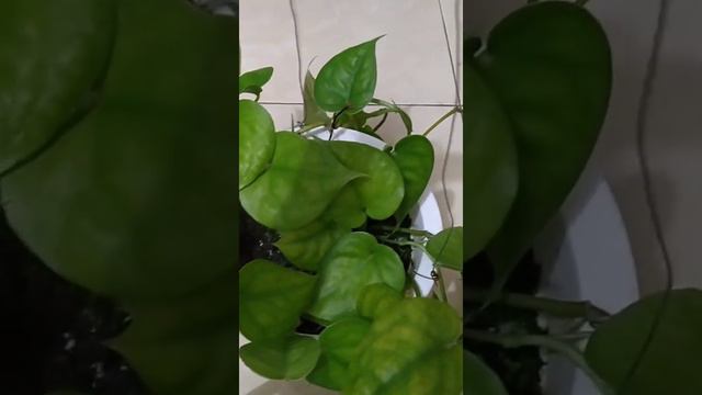 Scindapsus Lucens From Bengkulu (Sumatera)