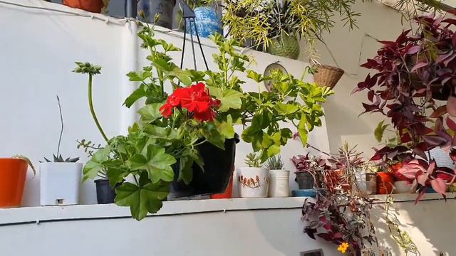 Geranium Ivy in hanging basketand normal Geranium- 2 types//How to Care смотреть онлайн