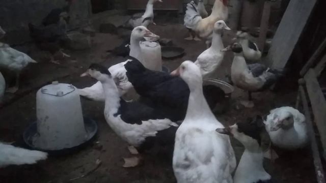 ЦЫПЛЯТА ? АВСТРАЛОРПА ЧЁРНОГО.ВЫВОД ЦЫПЛЯТ ОСЕНЬЮ, ИНКУБАТОР КВОЧКА МИ 30 1 Е, ВСЕ ЗА И ПРОТИВ. смотреть онлайн