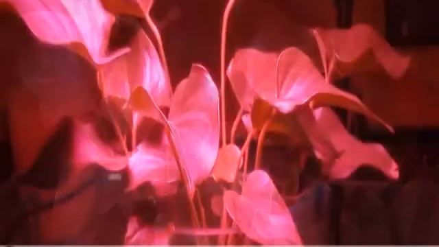 Светодиодная панель для растений 135Вт, 45x LED смотреть онлайн