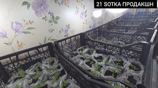 Выращивание рассады томатов. Три способа пикировки рассады томатов. смотреть онлайн