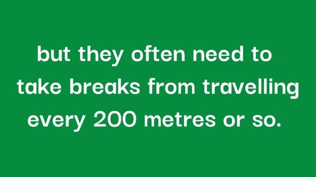 Terrestrial Lemurs | Ring-tailed Lemur | Species Profile смотреть онлайн