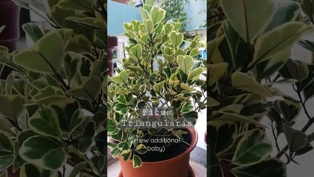 FICUS TRIANGULARIS l Mini Garden #shorts смотреть онлайн