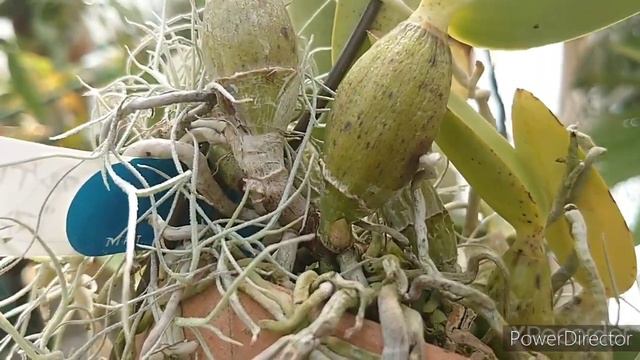 Cattleya Walkeriana Var. Coerulea 'Manhattan Blue'