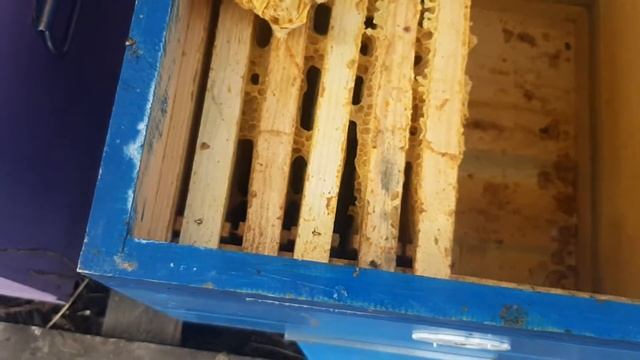 Собранные пчелы в зиму ,утепление заставной